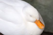 眠るガチョウ